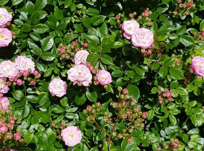 Appartamento Schneiterhof - Der Frei-raum *